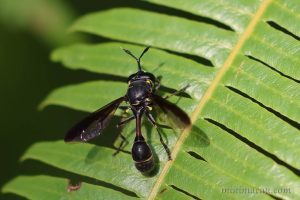 柄角蚜蠅 Monoceromyia sp.