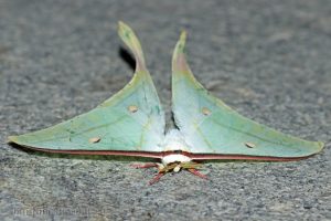 綠尾大蠶蛾 Actias selene