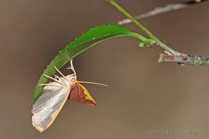 黃緣霞尺蛾 Nothomiza flavicosta