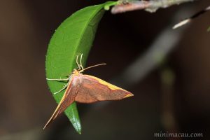 黃緣霞尺蛾 Nothomiza flavicosta