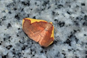 黃緣霞尺蛾 Nothomiza flavicosta