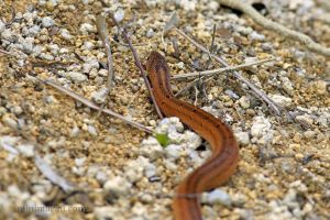 台灣小頭蛇 Oligodon formosanus