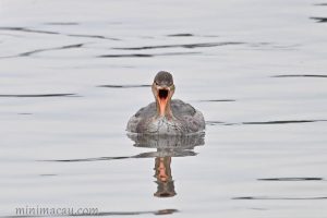 紅胸秋沙鴨 Red-breasted Merganser