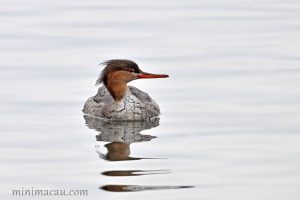 紅胸秋沙鴨 Red-breasted Merganser