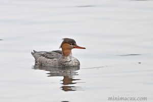 紅胸秋沙鴨 Red-breasted Merganser