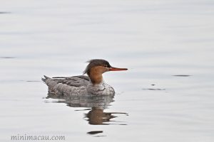 紅胸秋沙鴨 Red-breasted Merganser