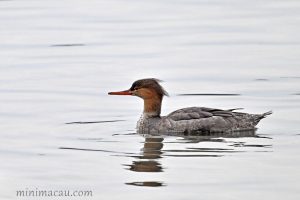 紅胸秋沙鴨 Red-breasted Merganser