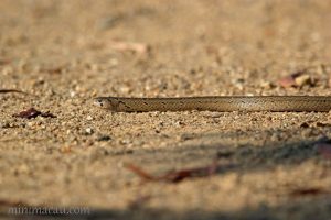 台灣小頭蛇 Oligodon formosanus