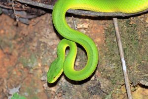 白唇竹葉青蛇 Trimeresurus albolabris
