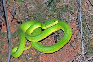 白唇竹葉青蛇 Trimeresurus albolabris
