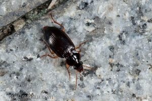 中華婪步甲 Harpalus sinicus