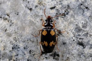 邵氏寬胸步甲 Coptodera chaudoiri