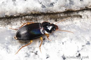 中華婪步甲 Harpalus sinicus