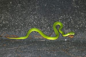 白唇竹葉青蛇 Trimeresurus albolabris