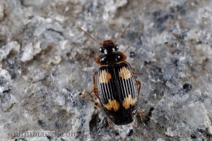 邵氏寬胸步甲 Coptodera chaudoiri