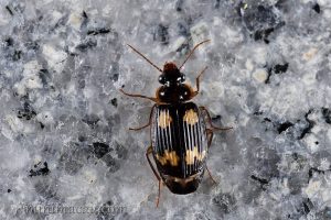 邵氏寬胸步甲 Coptodera chaudoiri