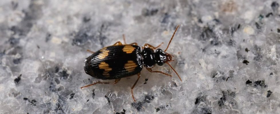 邵氏寬胸步甲 Coptodera chaudoiri