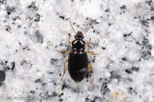 中華婪步甲 Harpalus sinicus