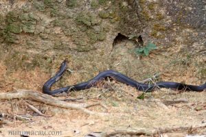 舟山眼鏡蛇 Naja atra