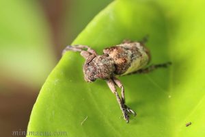 斑角坡天牛Pterolophia annulata