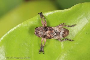 斑角坡天牛Pterolophia annulata