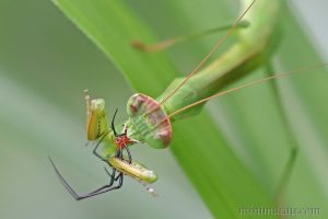中華大刀螳 Tenodera sinensis