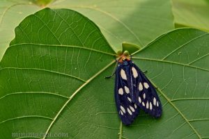 巨網燈蛾 Macrobrochis gigas