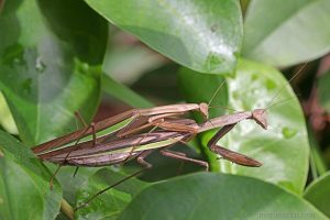 中華大刀螳 Tenodera sinensis