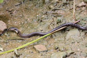 舟山眼鏡蛇 Naja atra