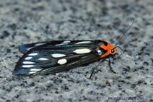 巨網燈蛾 Macrobrochis gigas