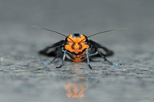 巨網燈蛾 Macrobrochis gigas