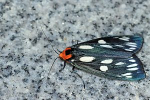 巨網燈蛾 Macrobrochis gigas