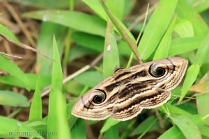 旋目夜蛾 Spirama retorta