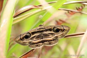 旋目夜蛾 Spirama retorta