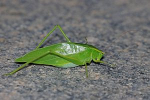 雙葉擬綠螽 Holochlora bilobata