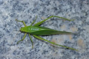 雙葉擬綠螽 Holochlora bilobata