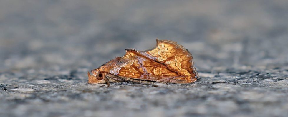 暗肖金夜蛾 Plusiodonta coelonota