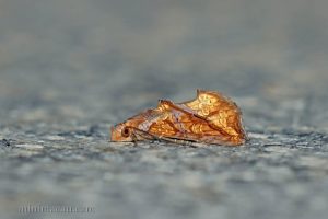 暗肖金夜蛾 Plusiodonta coelonota