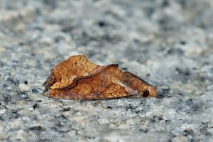 暗肖金夜蛾 Plusiodonta coelonota