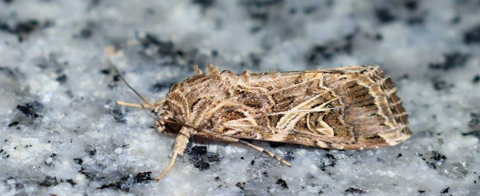 斜紋夜蛾 Spodoptera litura