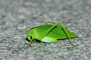 雙葉擬綠螽 Holochlora bilobata