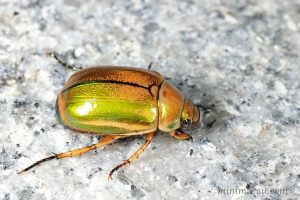 背溝彩麗金龜 Mimela specularis