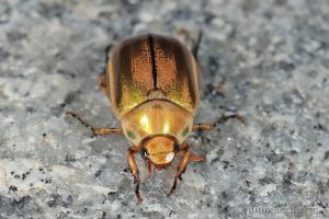 背溝彩麗金龜 Mimela specularis