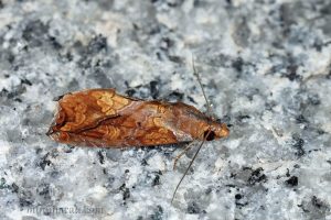 暗肖金夜蛾 Plusiodonta coelonota