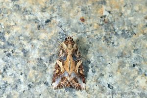 斜紋夜蛾 Spodoptera litura