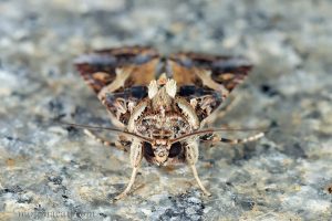 斜紋夜蛾 Spodoptera litura