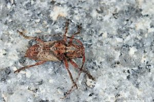 斑角坡天牛Pterolophia annulata