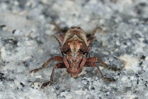 斑角坡天牛Pterolophia annulata