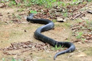 舟山眼鏡蛇 Naja atra
