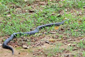 舟山眼鏡蛇 Naja atra